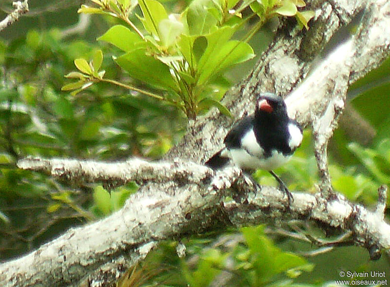 Red-billed Pied Tanager male adult