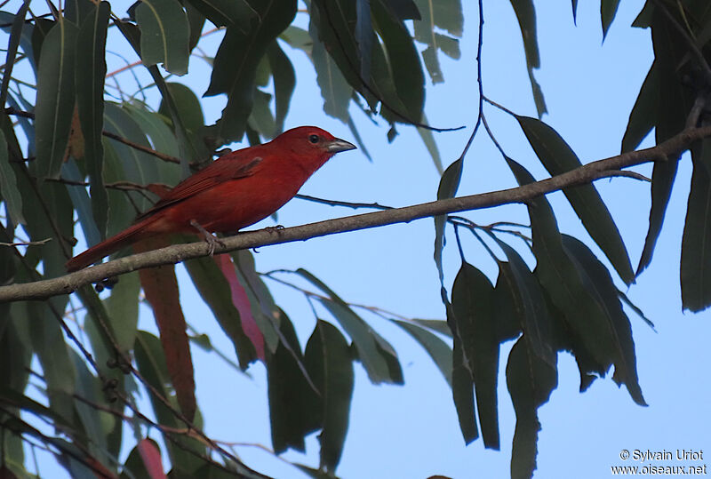 Red Tanager male adult
