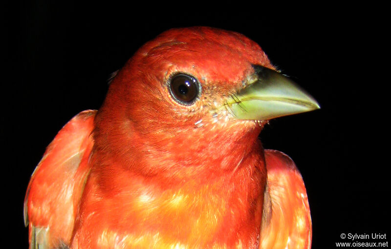 Summer Tanager male adult