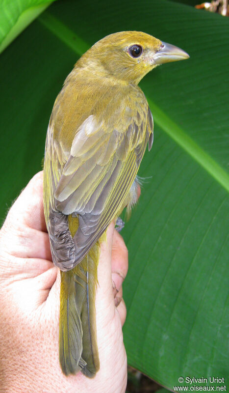 Summer Tanager female adult