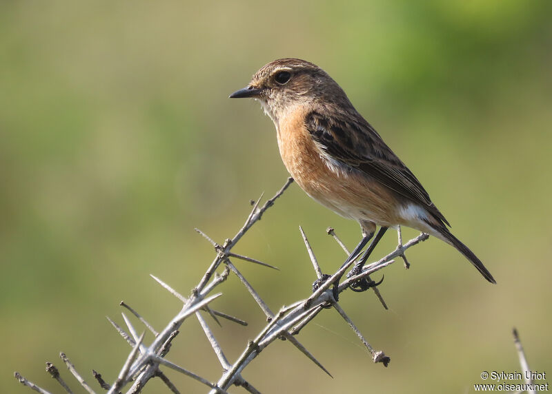 African Stonechat female adult