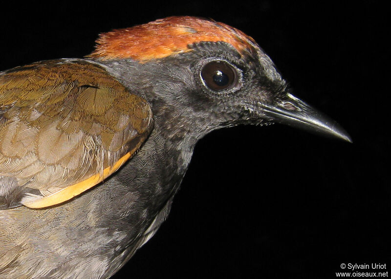 Rufous-capped Antthrush male adult