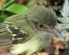 Smoky-fronted Tody-Flycatcher
