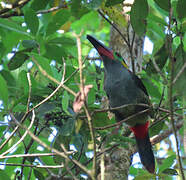 Guianan Toucanet