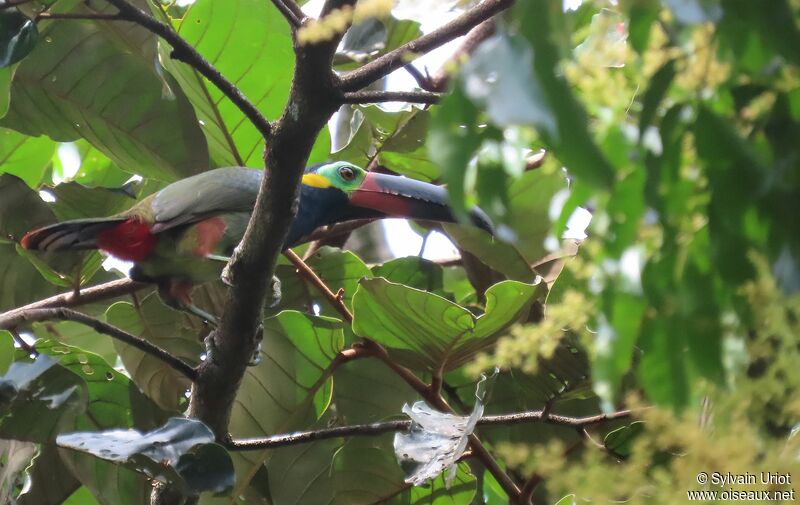Guianan Toucanet male adult
