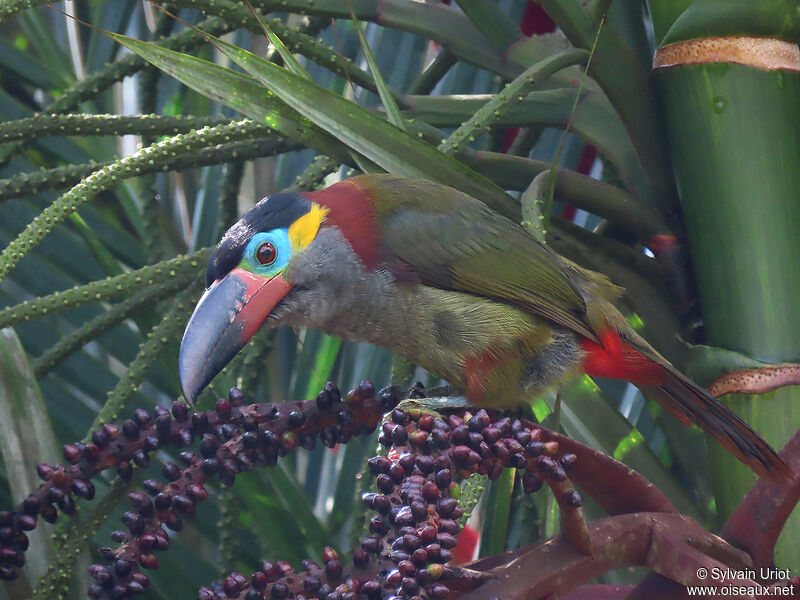 Guianan Toucanet female adult