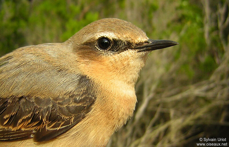 Northern Wheatear male Second year, close-up portrait