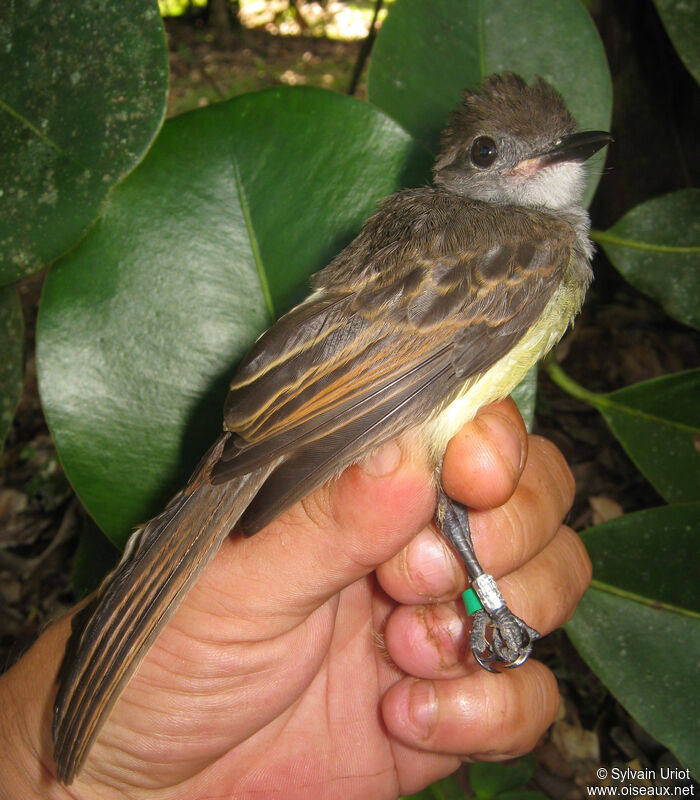 Short-crested Flycatcherimmature