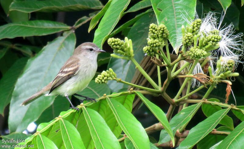 Mouse-colored Tyrannulet, identification