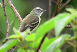 Mouse-colored Tyrannulet