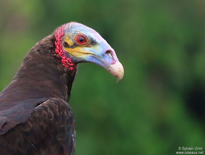 Lesser Yellow-headed Vultureadult