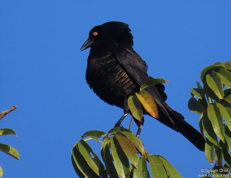 Giant Cowbird male adult, courting display