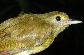Tawny-crowned Greenlet