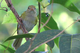 Grey-chested Greenlet
