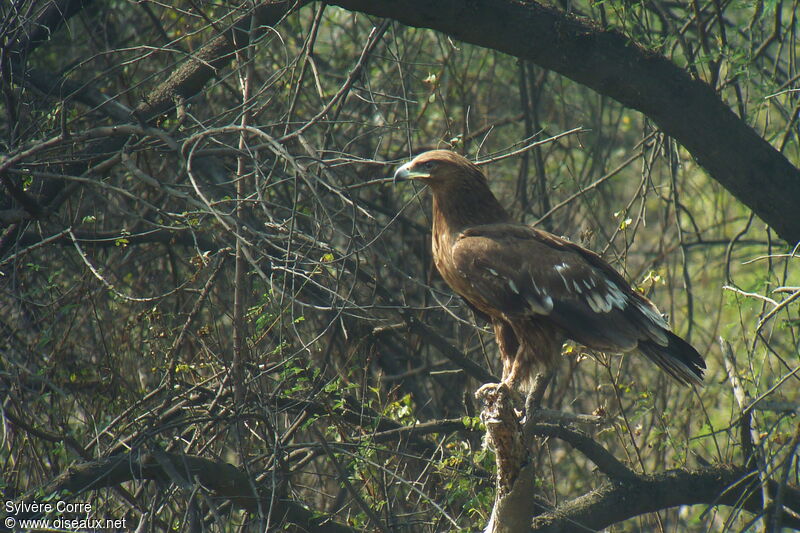 Greater Spotted EagleFirst year