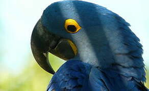 Hyacinth Macaw
