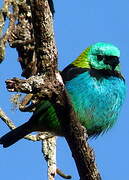 Green-headed Tanager