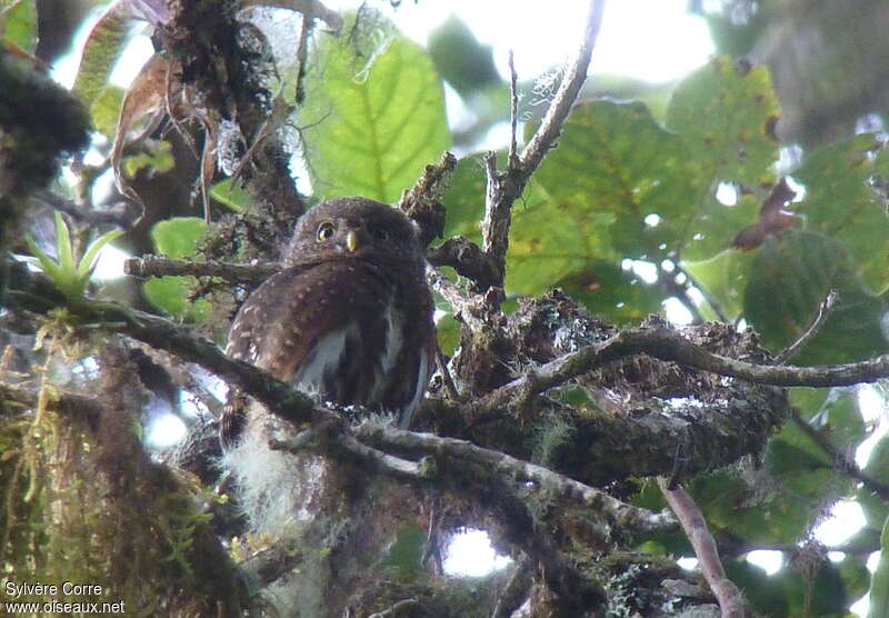 Costa Rican Pygmy Owladult