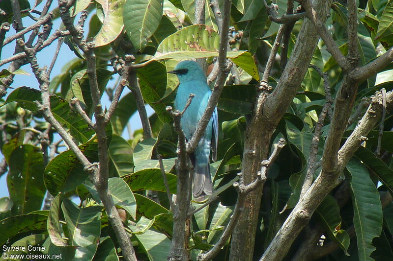 Gobemouche vert-de-gris mâle adulte, identification
