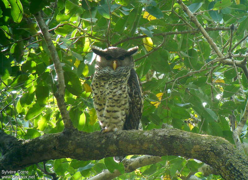 Spot-bellied Eagle-Owladult, identification