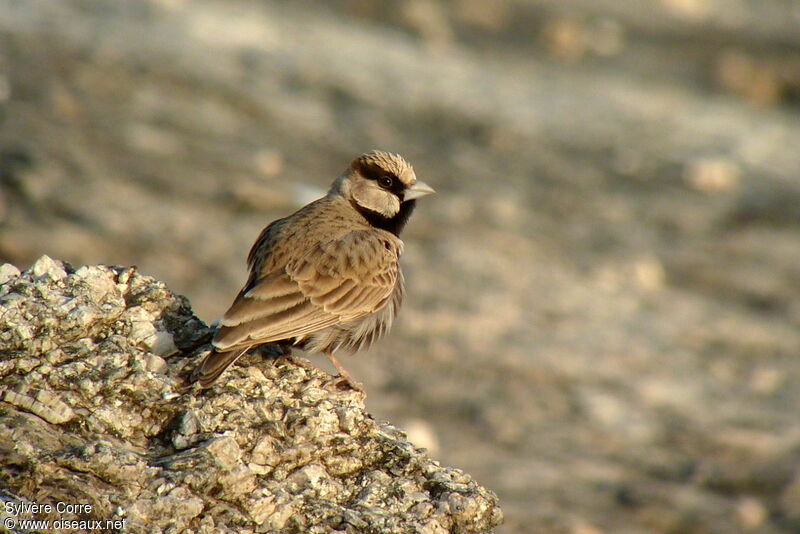 Ashy-crowned Sparrow-Lark male adult