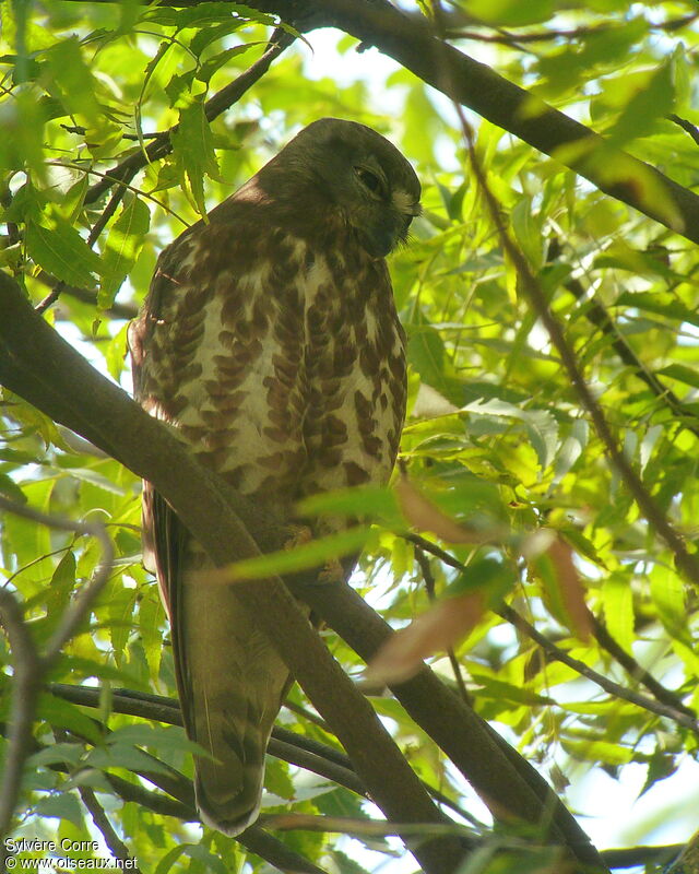 Brown Hawk-Owl female adult