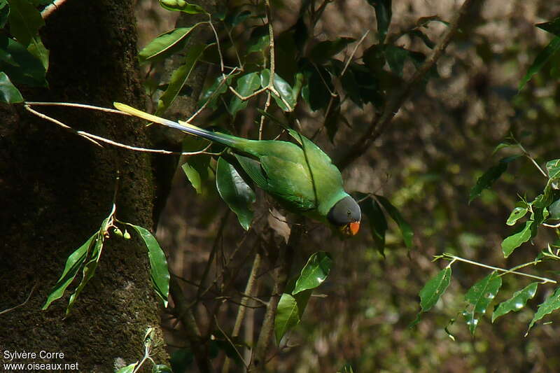 Slaty-headed Parakeet male, eats