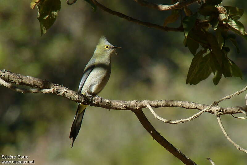 Long-tailed Silky-flycatcher female adult, Reproduction-nesting