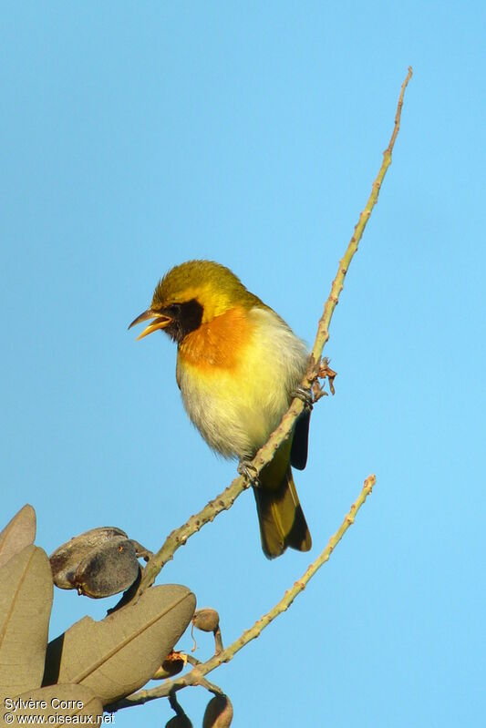 Guira Tanager male adult
