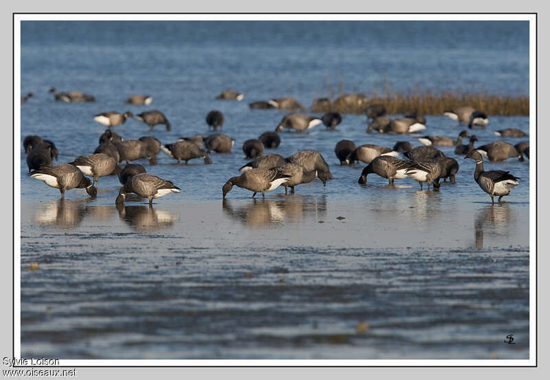 Brant Goose, habitat, eats