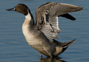 Canard pilet 
&copy; Sylvie Loison