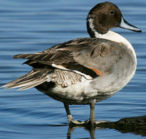 Canard pilet 
&copy; Sylvie Loison