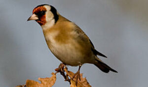 European Goldfinch 
&copy; Sylvie Loison