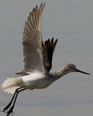Common Greenshank 
&copy; Sylvie Loison