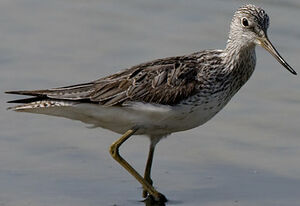 Common Greenshank 
&copy; Sylvie Loison