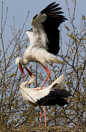 White Stork