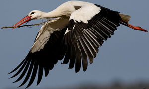 White Stork