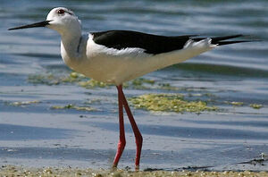 Black-winged Stilt