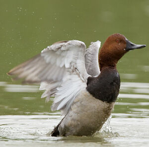 Common Pochard