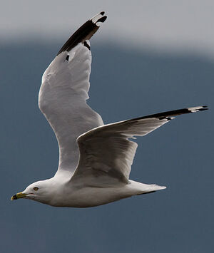 Ring-billed Gull 
&copy; Sylvie Loison