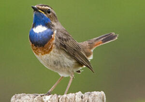 White-spotted Bluethroat
