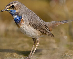 White-spotted Bluethroat