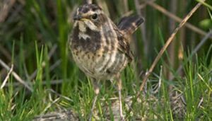White-spotted Bluethroat
