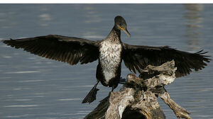 Great Cormorant