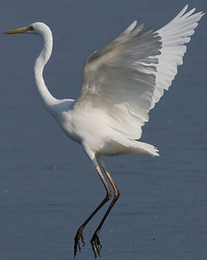 Western Great Egret