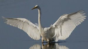 Western Great Egret
