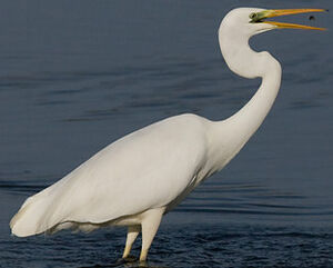 Western Great Egret