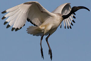 African Sacred Ibis