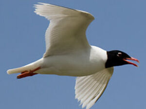 Mediterranean Gull