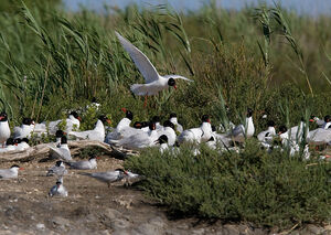 Mediterranean Gull 
&copy; Sylvie Loison